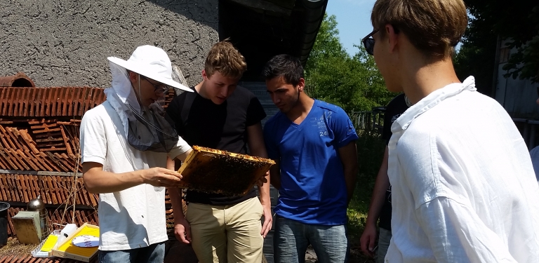 Schüler bestaunen die kleinen Bienenlarven in ihren Zellen